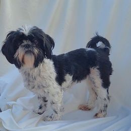 Penny - Shih Tzu