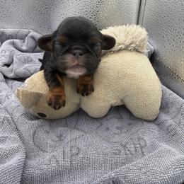 Tinkerbell - Black and tan female English Toy Spaniel puppy in Pennsylvania from Enchanting Charlies
