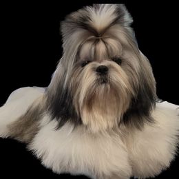 Chelsea - Shih Tzu