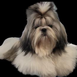 Chelsea - Shih Tzu