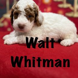 Walt Whitman - Caramel ice male Australian Labradoodle puppy in Alamo, Texas from QuiSal Labradoodles