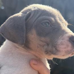 Sarra - Silver female Great Dane puppy in Florida from Beachside Kennels