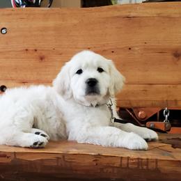 Golden Retriever Puppies from Hoekema Homestead Goldens