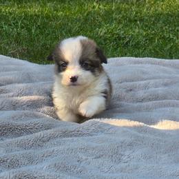 Grey Collar Female - Red female Pembroke Welsh Corgi puppy in Tenino, Washington from LoneStar Corgis NW
