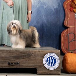 Annie - Havanese