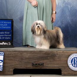 Annie - Havanese