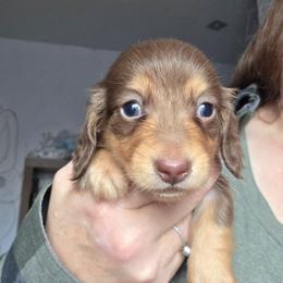 ExB choc and tan longhair boy - Chocolate and tan male Dachshund puppy in Declo, Idaho from Dozendachs
