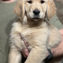 Cavalier King Charles Spaniel and Golden Retriever Puppies from Country Goldens and Mountain Top Cavaliers