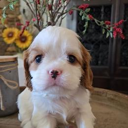 Waffles - Blenheim male Cavalier King Charles Spaniel puppy in Apple Valley, California from Nancy's Cavalier King Charles Spaniels & Golden Retrievers