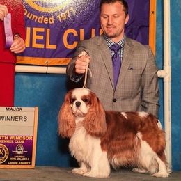 Cavalier King Charles Spaniel Puppies from Castlemar Cavaliers