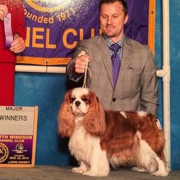 Cavalier King Charles Spaniel Puppies from Castlemar Cavaliers