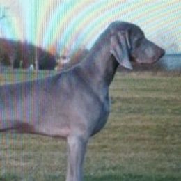 Max - Weimaraner
