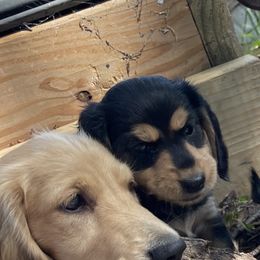 Dachshund Puppies from Willow River Dachshunds