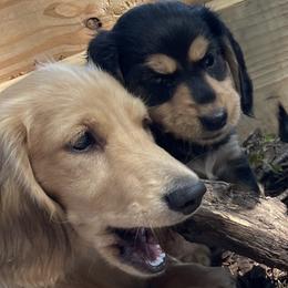 Dachshund Puppies from Willow River Dachshunds