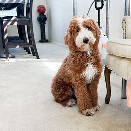 Belle - Goldendoodle