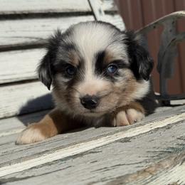 Boy 3 - Blue merle male Miniature Australian Shepherd puppy in Licking, Missouri from Burnett Aussies