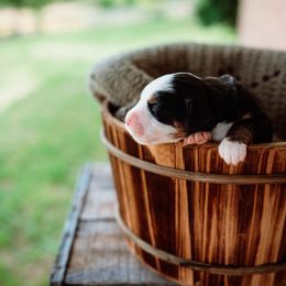 Shelby - Tri-color Bernese Mountain Dog puppy in Inman, South Carolina from Shadow Acres