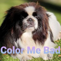 Domino - Pekingese