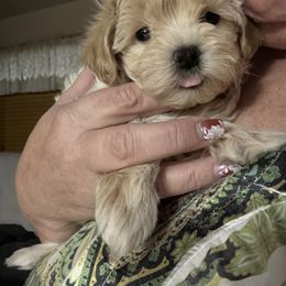 Maggie - Cream female Maltipoo puppy in Fredericksburg, Ohio from Edna Keim