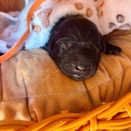 Orange collar male - Black male Labrador Retriever puppy in Stafford Township, New Jersey from SommerLabs