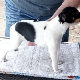 Rat Terriers from Squawcreek Kennels