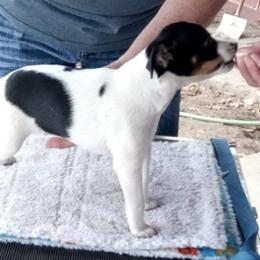 Rat Terriers from Squawcreek Kennels