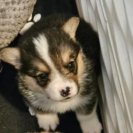 Franks - White and black male Pembroke Welsh Corgi puppy in Williams, California from Half Hitch Corgis