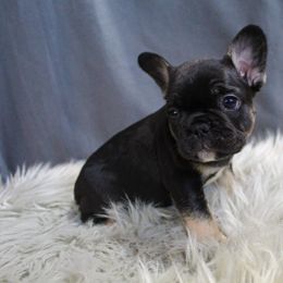 Boxer, Bulldog, and French Bulldog Puppies from Hillview Kennels