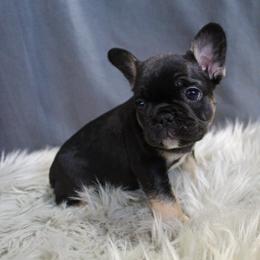 Boxer, Bulldog, and French Bulldog Puppies from Hillview Kennels