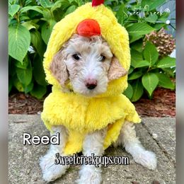 2200 Reed - F1b Sheepadoodle - Fawn and white male Sheepadoodle puppy in Cambridge, Ohio from Sweet Creek Pups