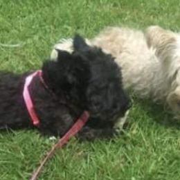 Scottish Terriers from LaSondra Miracle
