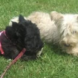 Scottish Terriers from LaSondra Miracle