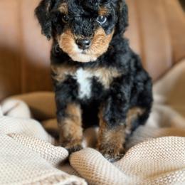 Fudge - Phantom male Poodle puppy in Fort Scott, Kansas from The Puppy Acres