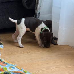 Boy 1 - Liver and white male German Shorthaired Pointer puppy in Polk City, Florida from Yates’ GSP