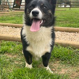 Yamper - American Corgi