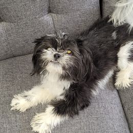 Misty - Shih Tzu