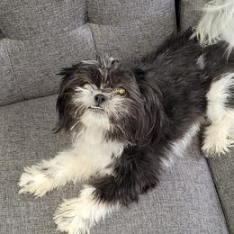 Misty - Shih Tzu