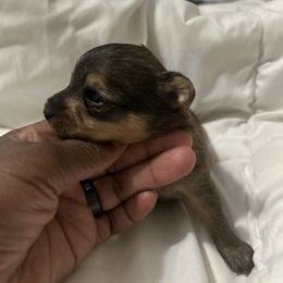 Chloe - Tan female Yorkipoo puppy in Cerritos, California from Tru's Poo's