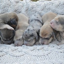 Dachshund Puppies from Dreamheart Dachshunds