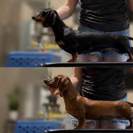Lainey - Dachshund