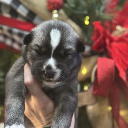 Sky - Black and white female Siberian Husky puppy in Slippery Rock, Pennsylvania from Stone Ridge Huskies