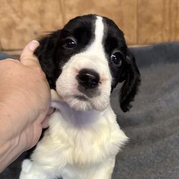April - Black and white English Springer Spaniel puppy in Duncansville, Pennsylvania from Paylie Springers