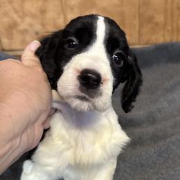 April - Black and white English Springer Spaniel puppy in Duncansville, Pennsylvania from Paylie Springers