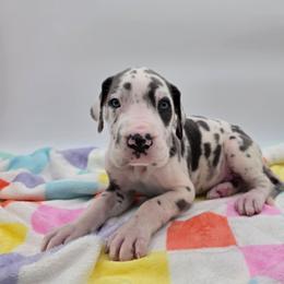 Maverick - Harlequin male Great Dane puppy in Kannapolis, North Carolina from Carolina Great Danes & Toy Poodles