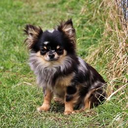 Arby - Chihuahua