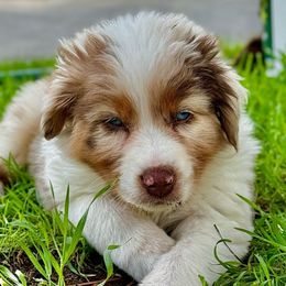 Otis - Red merle Australian Shepherd puppy in Ramona, California from Blue Moon Aussies