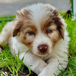 Otis - Red merle Australian Shepherd puppy in Ramona, California from Blue Moon Aussies
