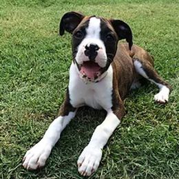 Raven - Boxer