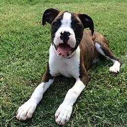 Raven - Boxer