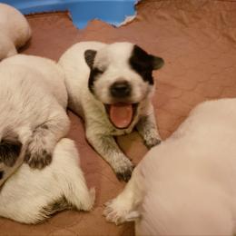 Australian Cattle Dog Puppies from Blue Coyote Ranch